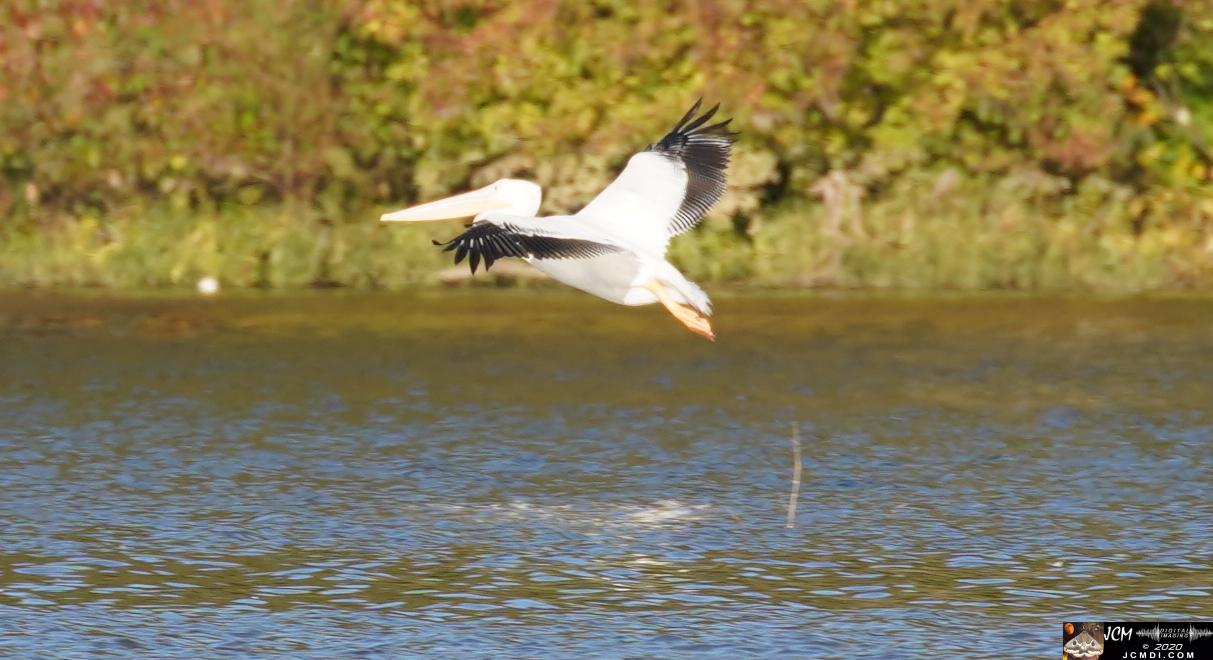 20201030 Old Hickory Lake TN Pelicans
